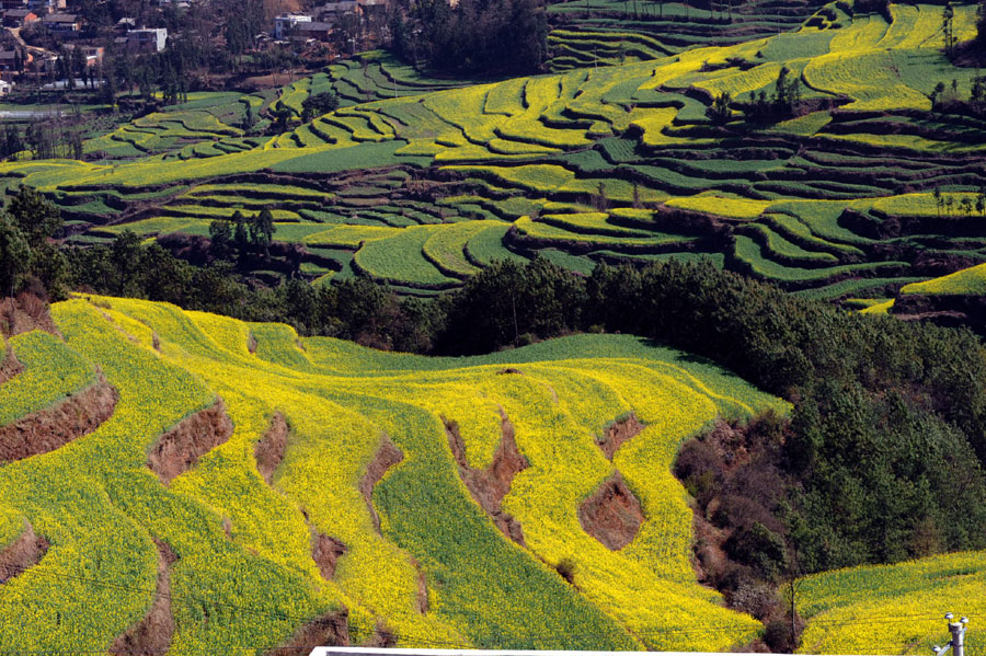 Ocean of golden canola flowers in Luoping, Yunnan