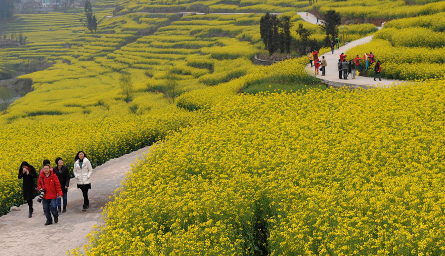 Ocean of golden canola flowers in Luoping, Yunnan