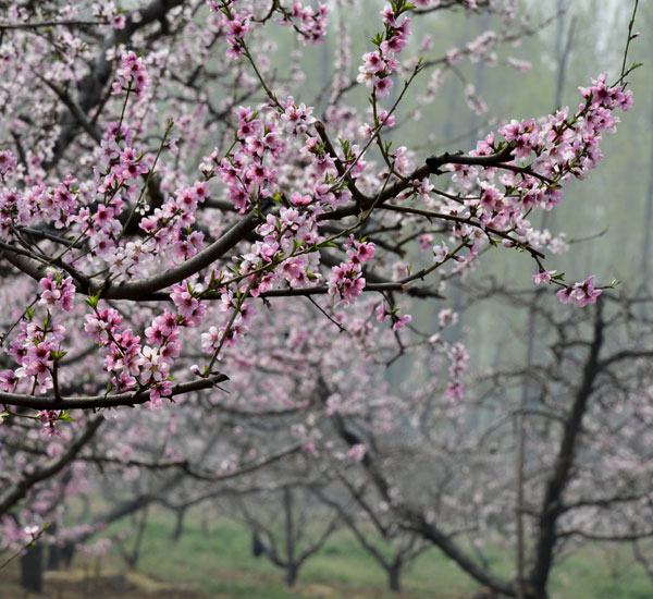 Early bloomers: Best times to view spring flowers in Beijing