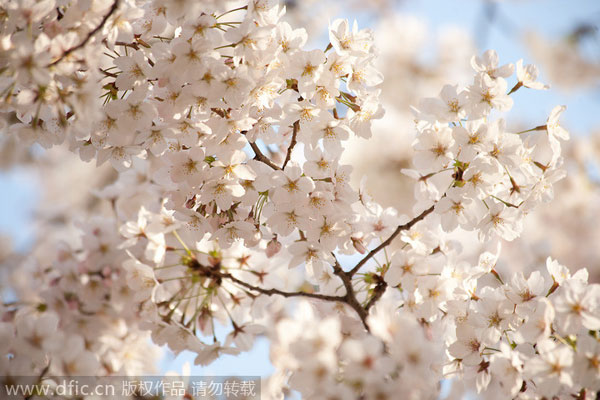 Early bloomers: Best times to view spring flowers in Beijing