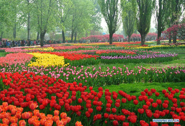 Early bloomers: Best times to view spring flowers in Beijing