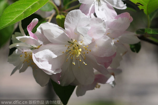 Early bloomers: Best times to view spring flowers in Beijing