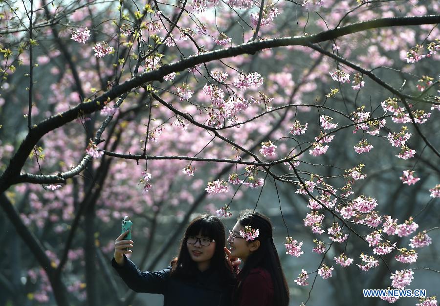 Tourists enjoy cherry blossoms in Wuhan