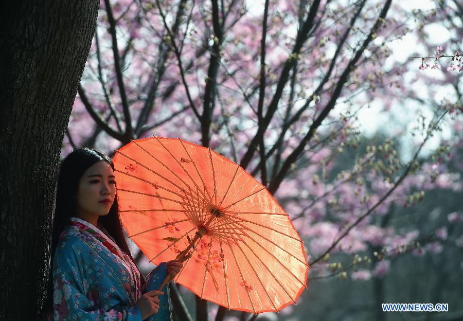 Tourists enjoy cherry blossoms in Wuhan