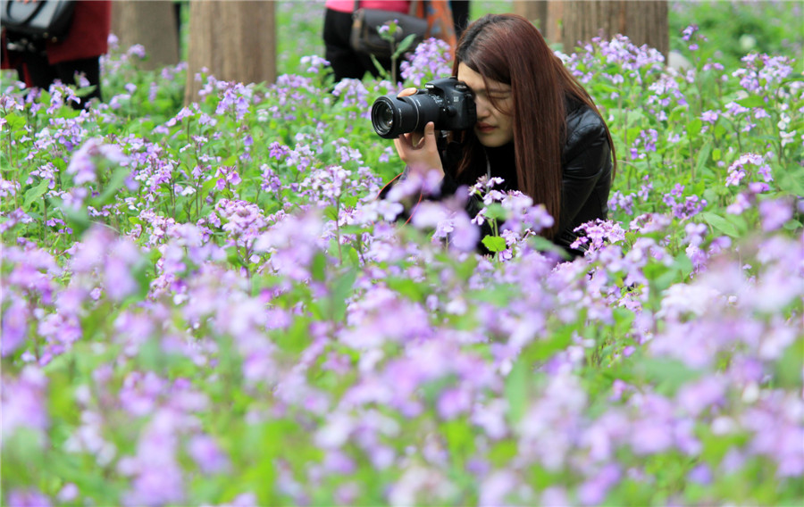 Spring flowers bloom across China