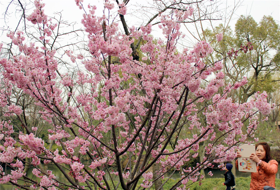 Spring flowers bloom across China