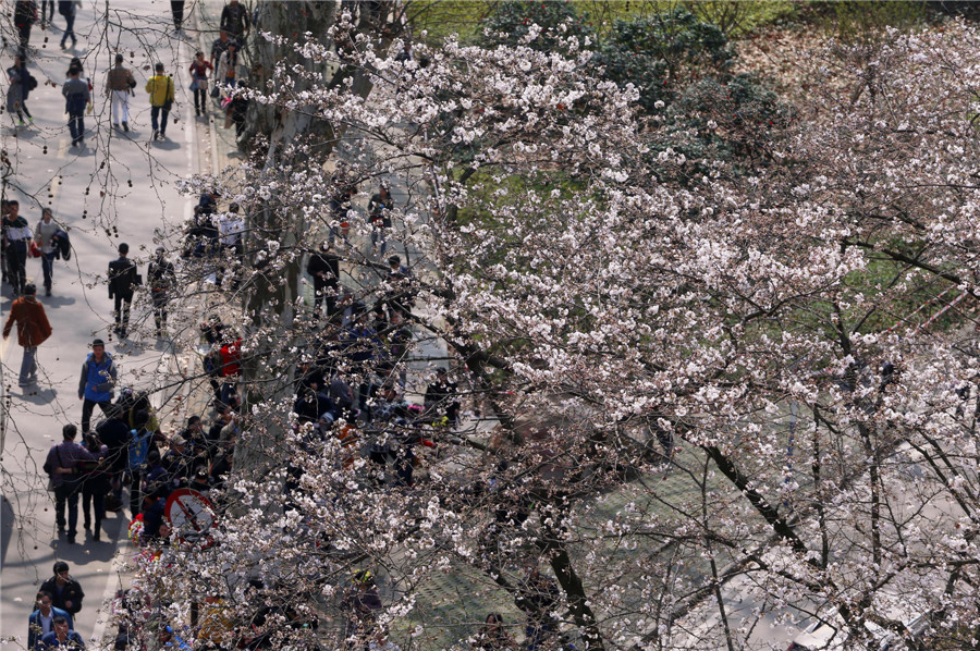 Spring flowers bloom across China