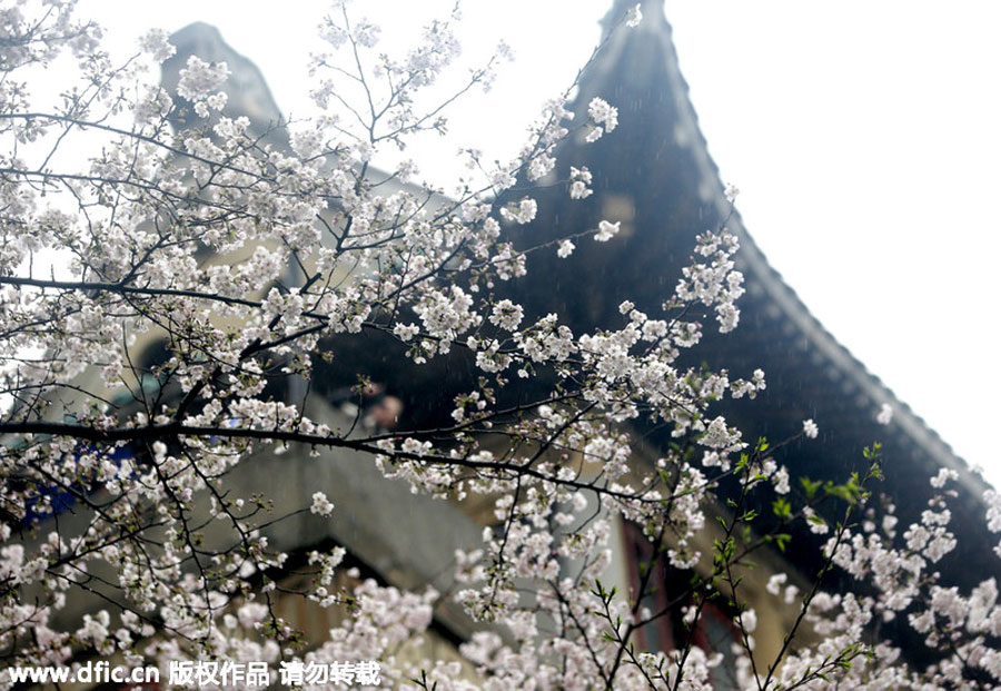 People flock to cherry blossoms at Wuhan University