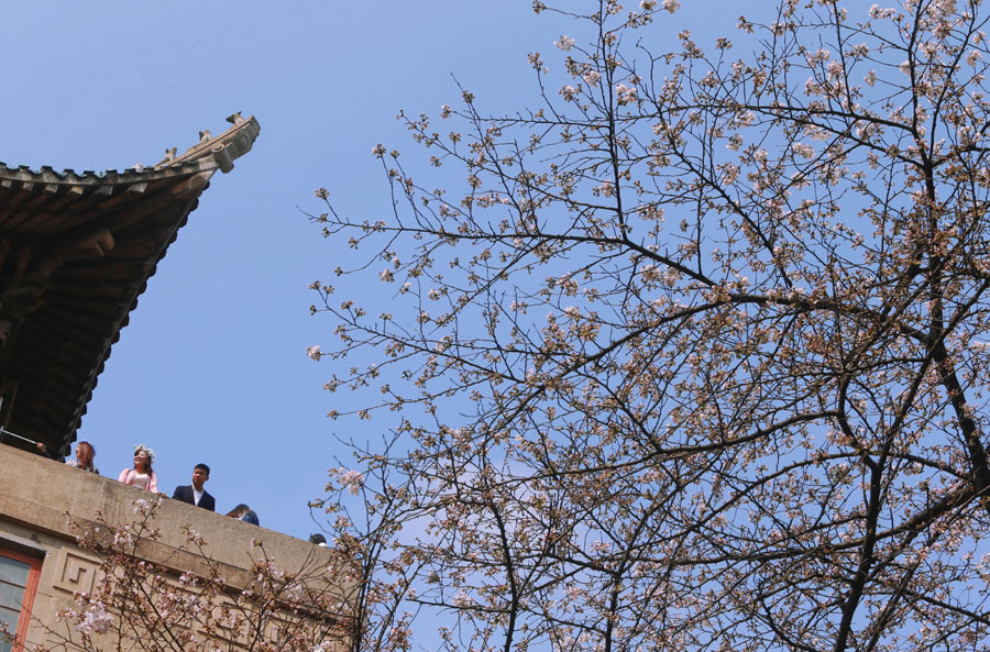 People flock to cherry blossoms at Wuhan University