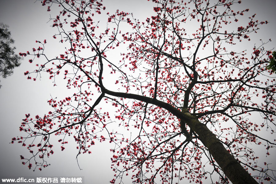 Red kapok flowers, as red as fire