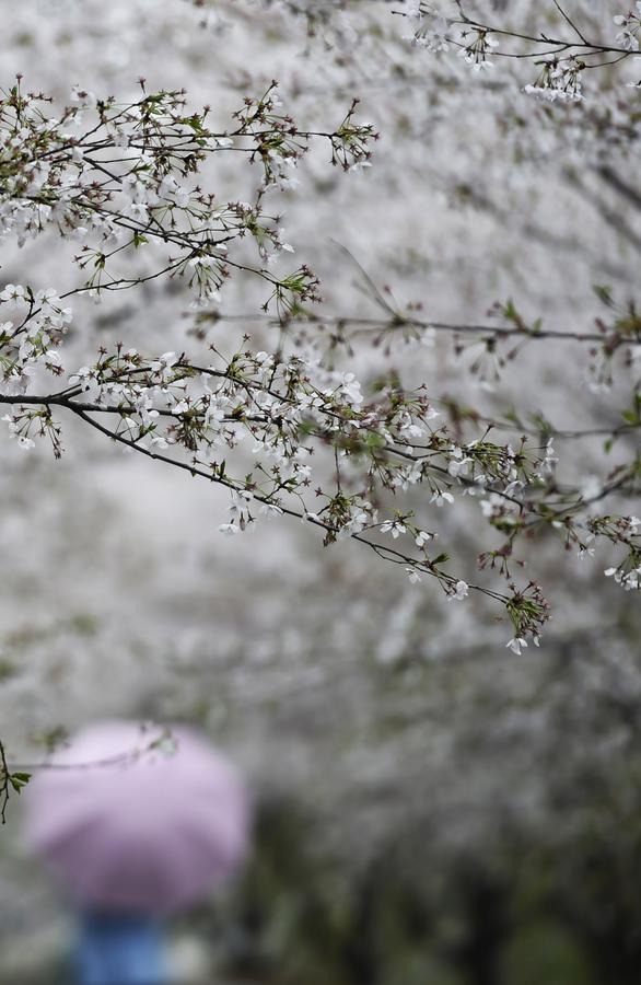 Scenes of cherry trees in blossom in Shandong