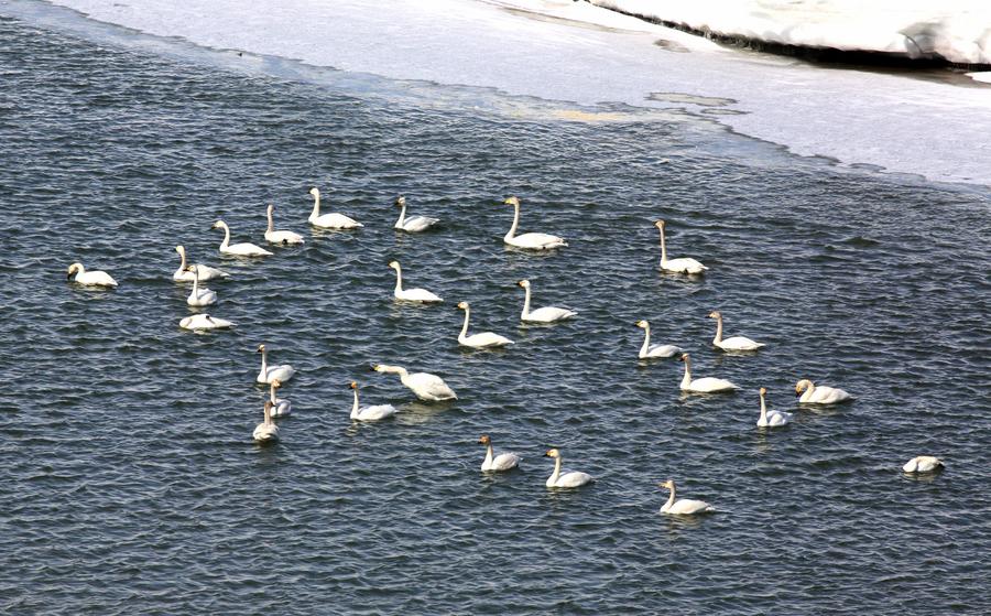 Hundreds of whooper swans arrive at Ertix River