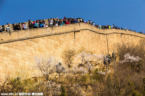 Great Wall offers perfect backdrop for apricot blossom festival