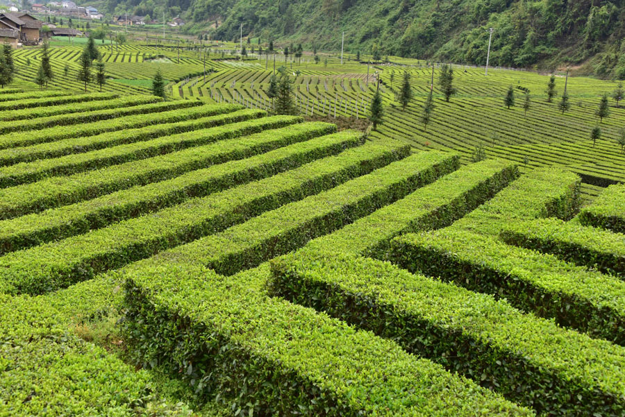Scenery of tea garden in China's Hubei