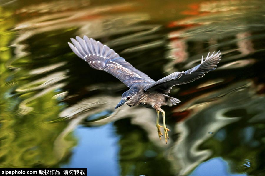 Egrets scout above lake for fish