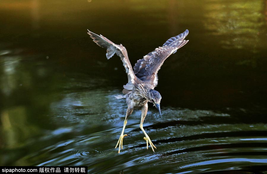 Egrets scout above lake for fish