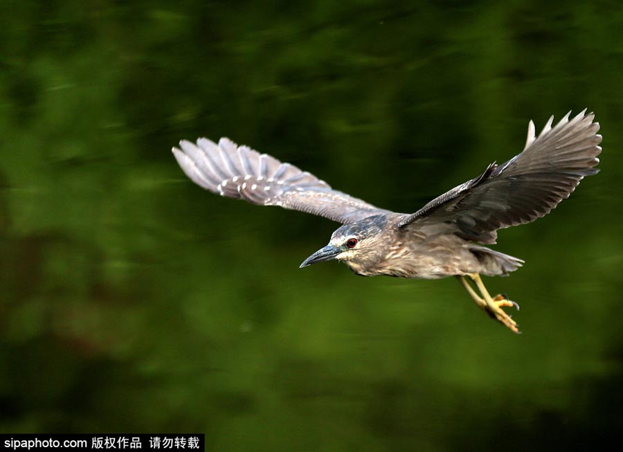 Egrets scout above lake for fish