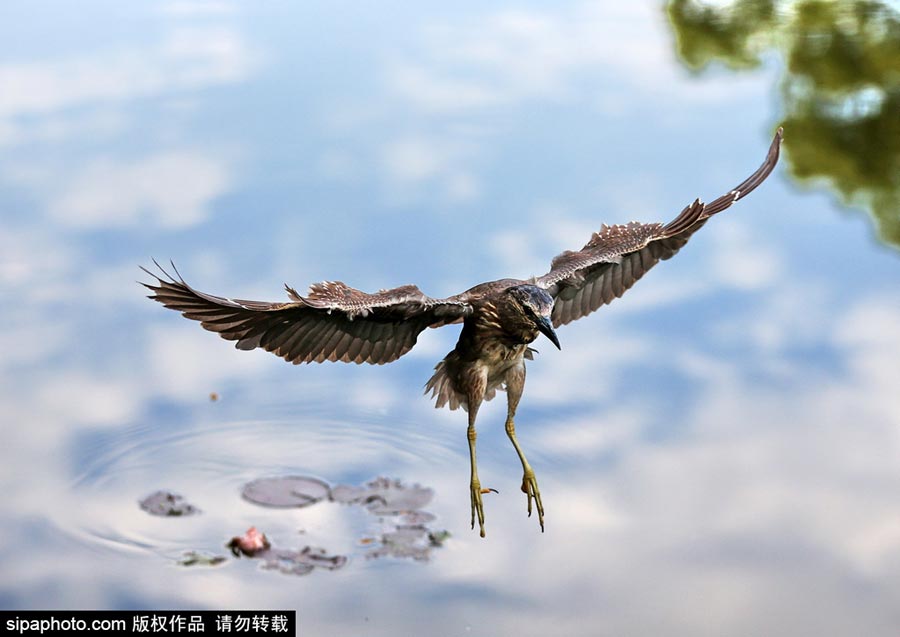 Egrets scout above lake for fish