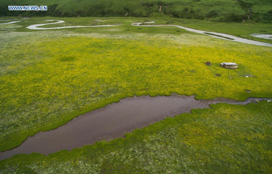 Flowers blossom in high altitude grassland