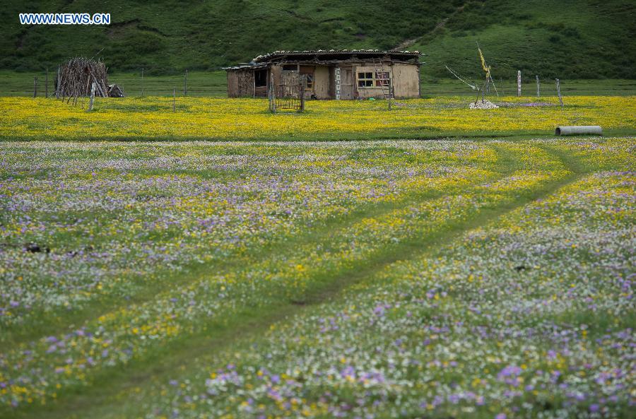 Flowers blossom in high altitude grassland