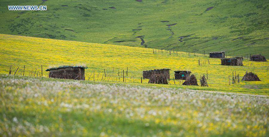 Flowers blossom in high altitude grassland