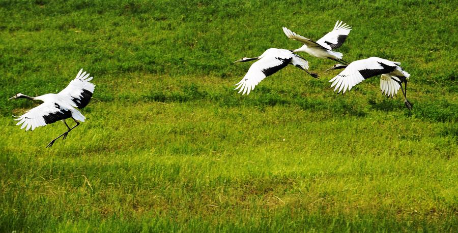 Red-crowned cranes create a travel hotspot in Zhalong Nature Reserve