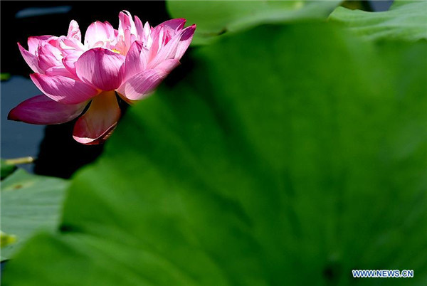 Lotus flower show kicks off in China's Henan