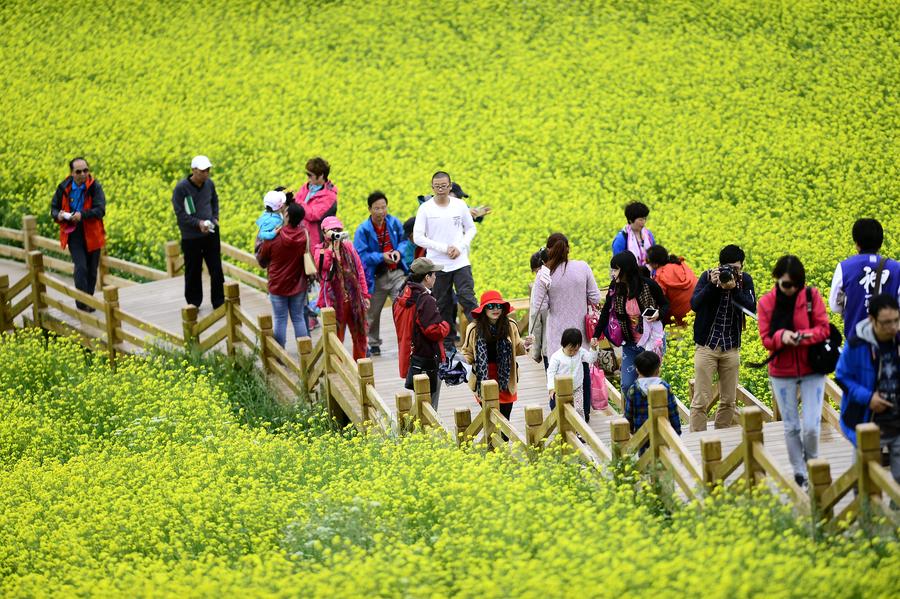 Blooming flowers in Qinghai