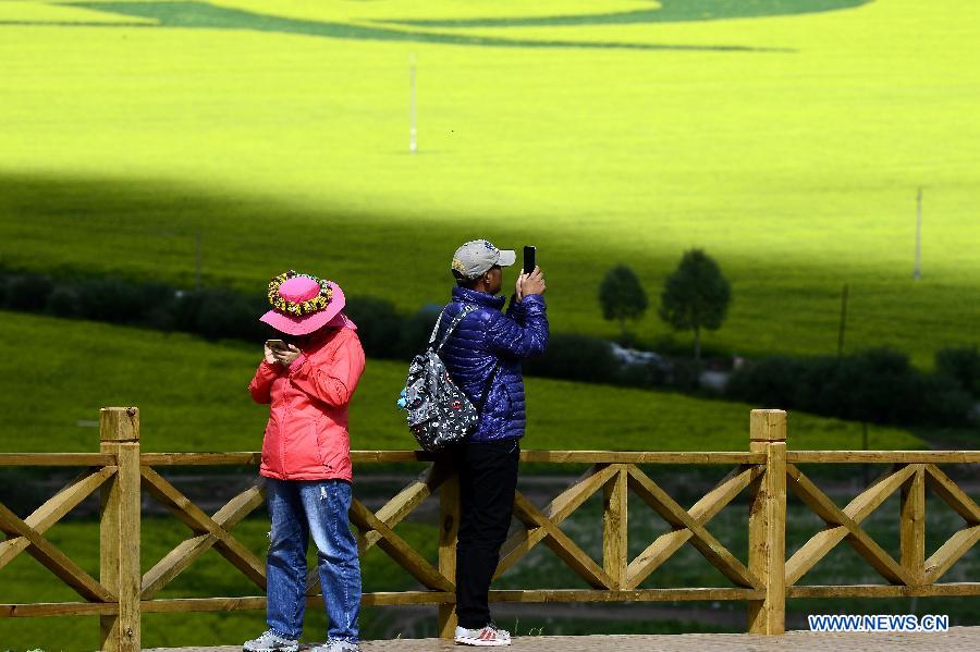 Blooming flowers in Qinghai