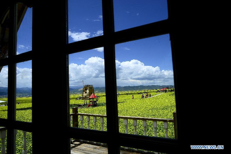 Blooming flowers in Qinghai