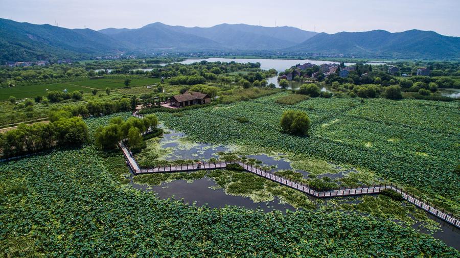 Early autumn harvest in the lotus pond