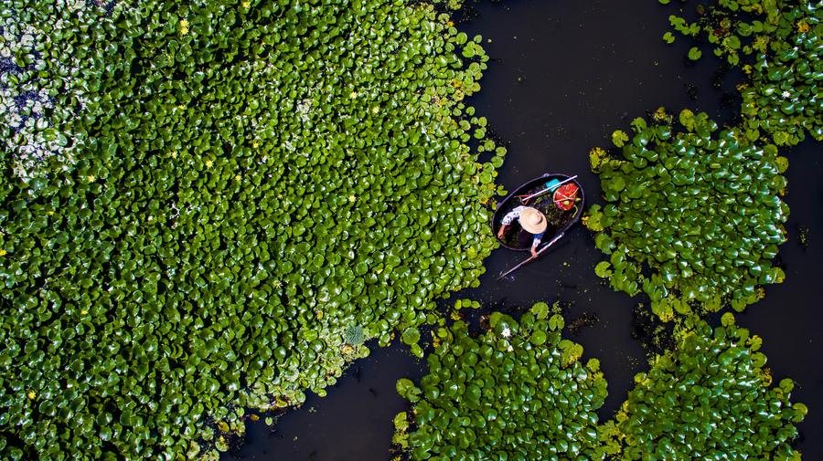 Early autumn harvest in the lotus pond