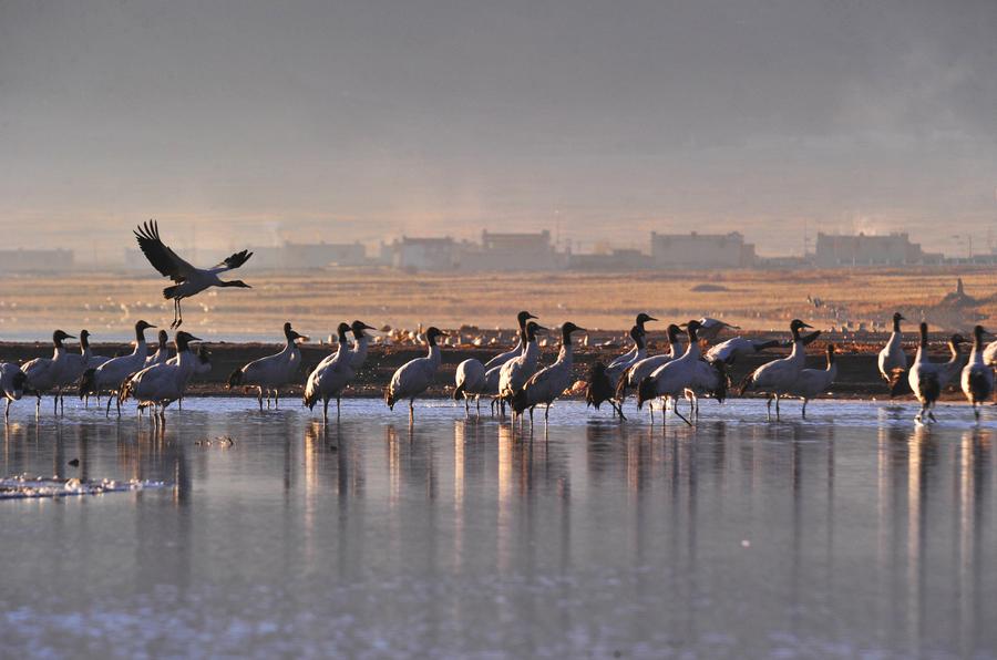 Original beauty is well-maintained in Tibet under 'green development' strategy