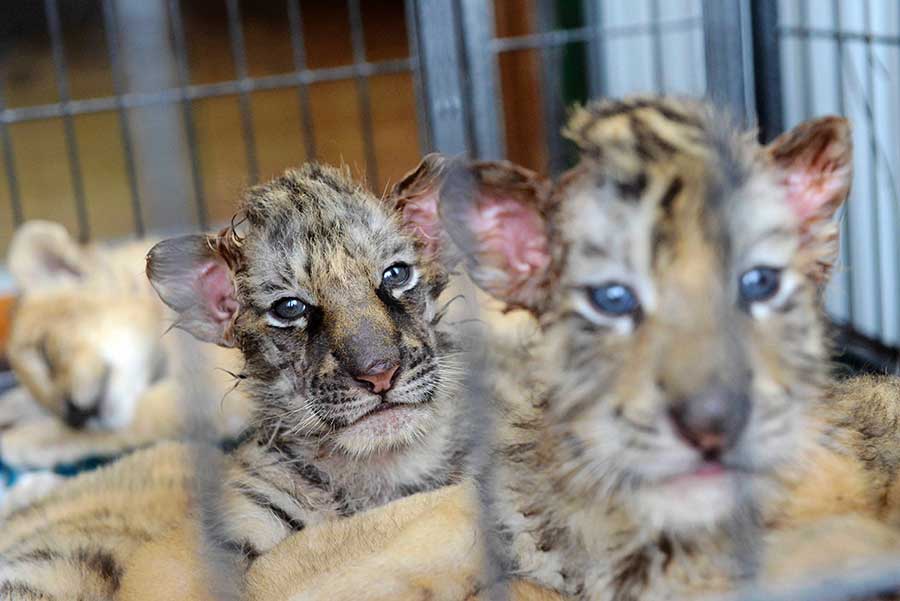 Cute tiger and lion cubs enchant visitors
