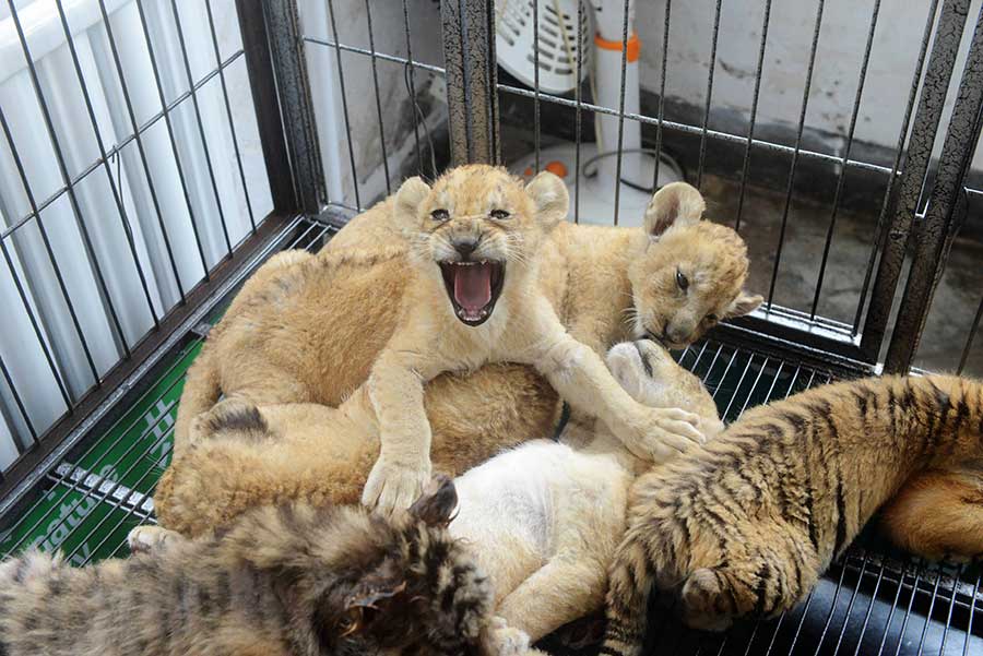 Cute tiger and lion cubs enchant visitors