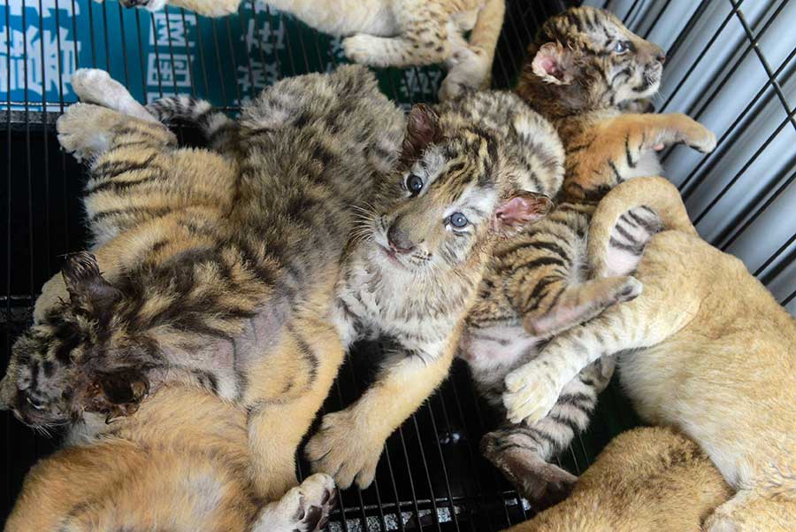 Cute tiger and lion cubs enchant visitors