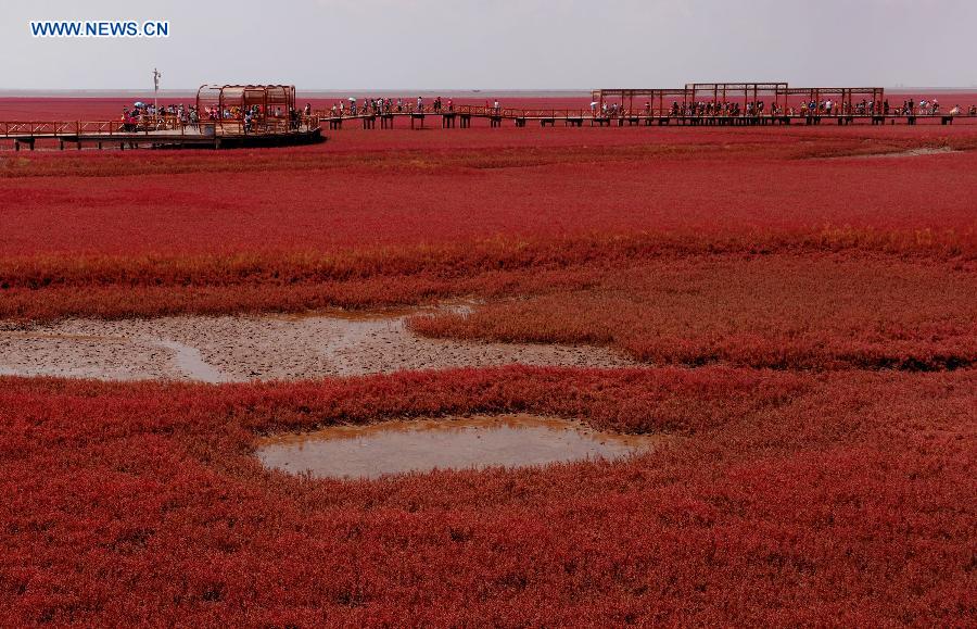 Tourists visit Red Beach in NE China