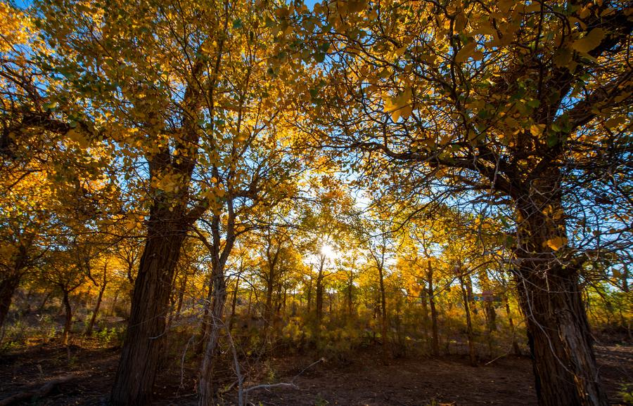 Breathtaking view of poplar forest in N China