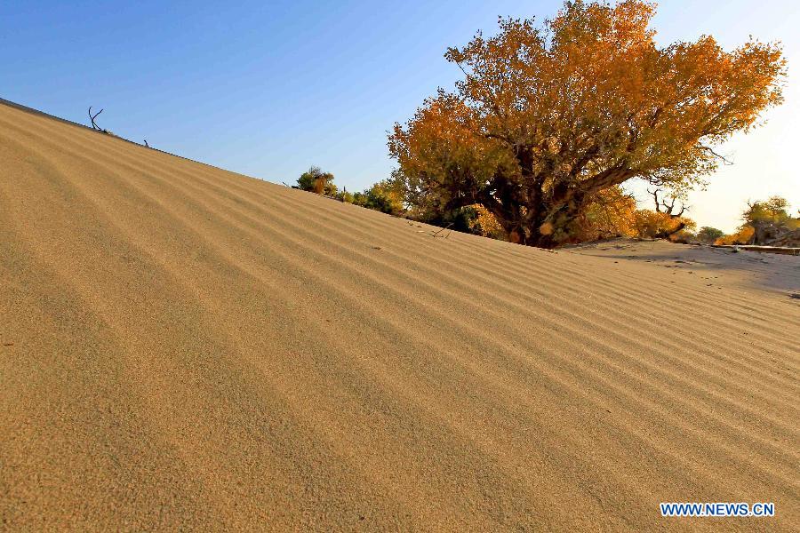 Scenery of golden populus diversifolia trees in Xinjiang