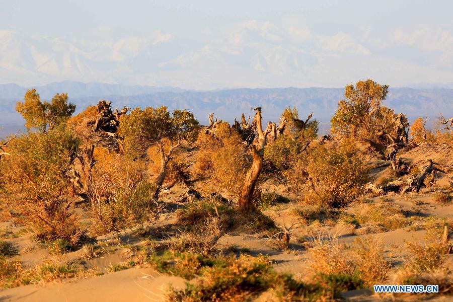 Scenery of golden populus diversifolia trees in Xinjiang