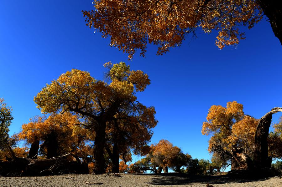 Scenery of populus euphratica forest in Inner Mongolia