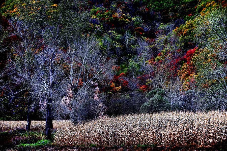 Flaming red maple trees, another late autumn attraction