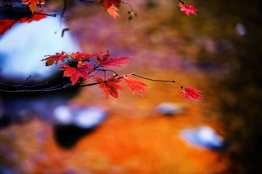 Flaming red maple trees, another late autumn attraction