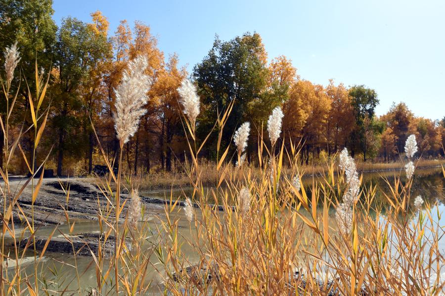 Autumn scenery of Badain Jaran Desert