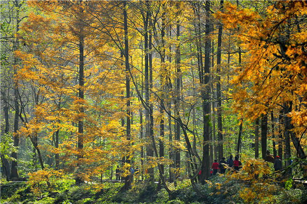 Trees, fresh air lure travelers to forest parks