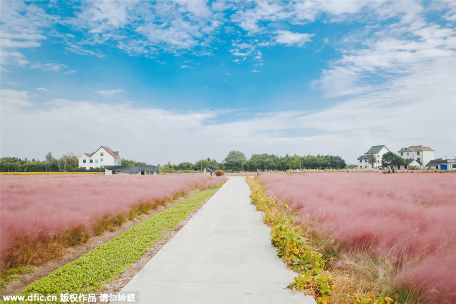 Pink landscape in Shanghai invites visitors