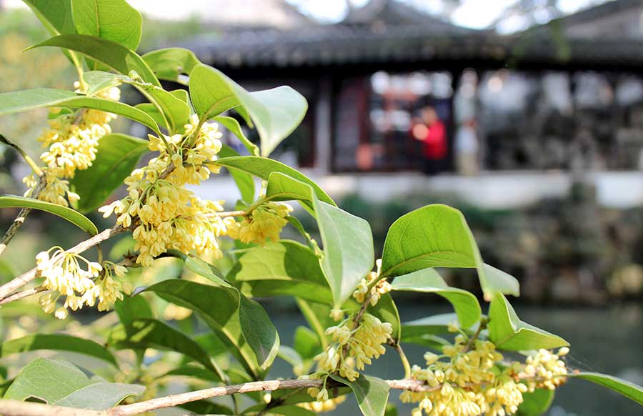 Sweet-scented osmanthus attracts garden love