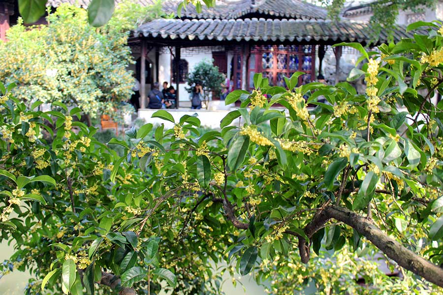 Sweet-scented osmanthus attracts garden lovers in Suzhou