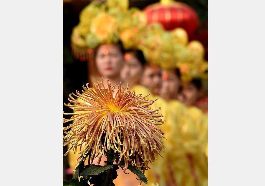 Autumn Chrysanthemums brighten ancient city