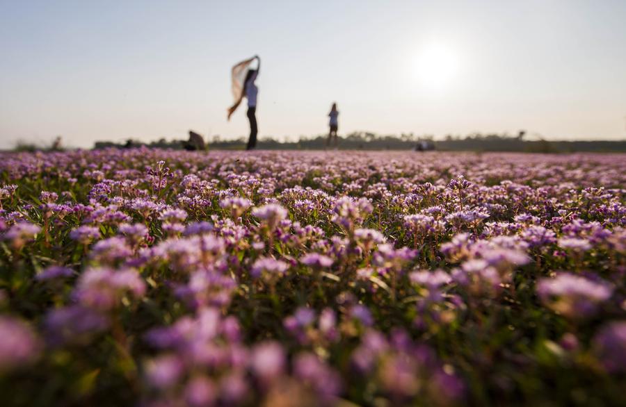 Sea of purple flowers in China's Jiangxi
